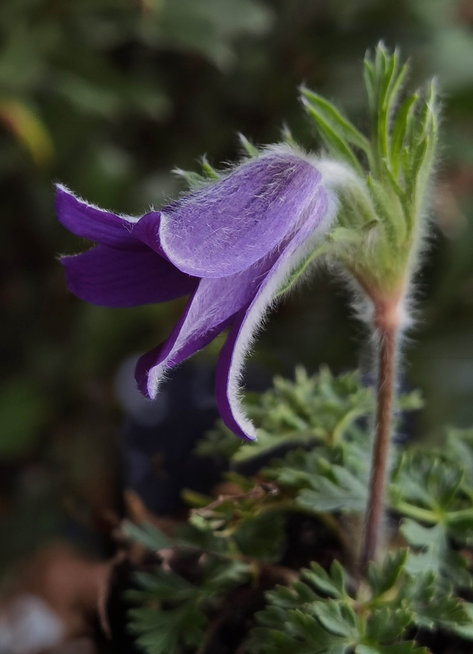 Pulsatilla turczaninovii photo